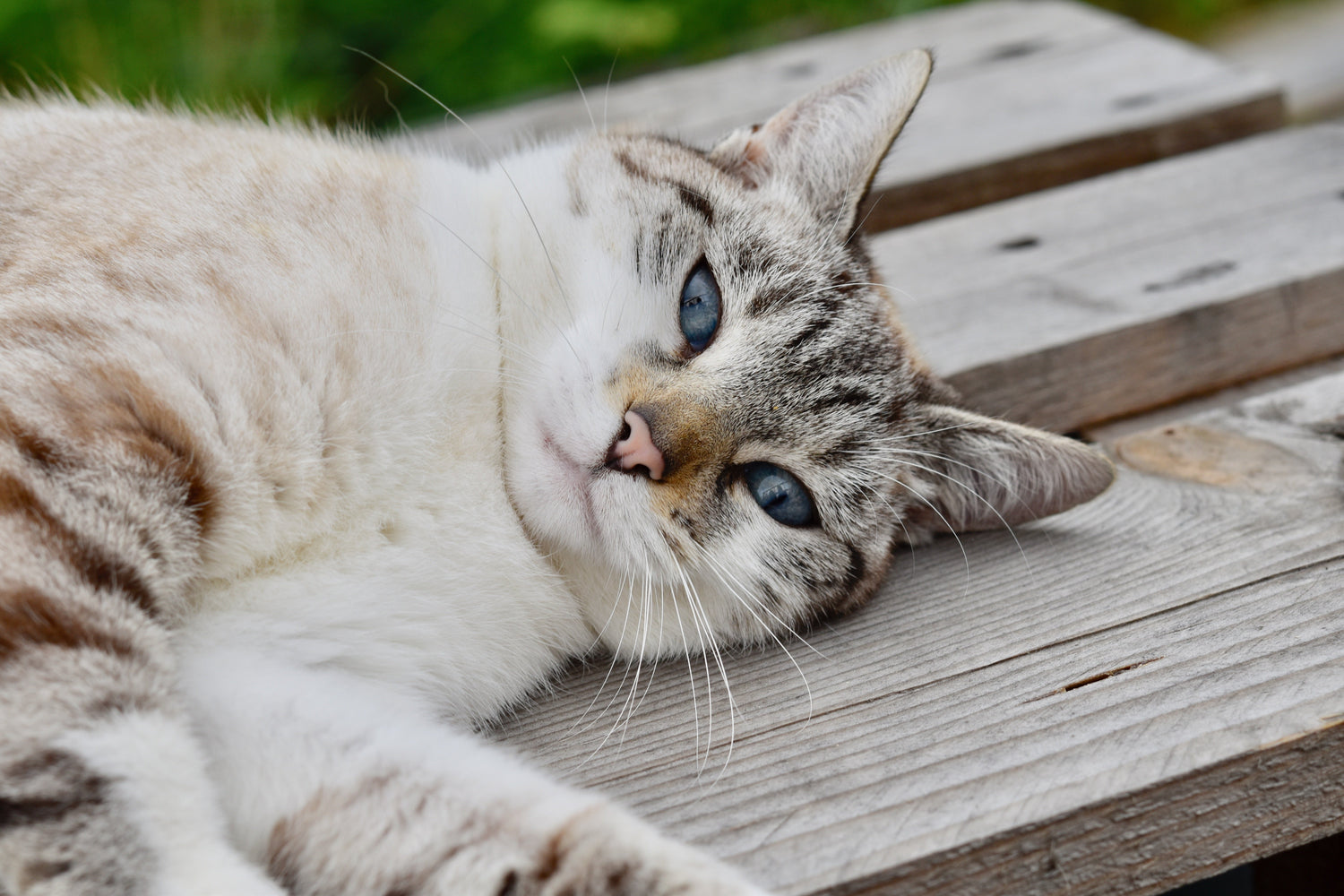 Haustier Accesoires - Furiosa Pets